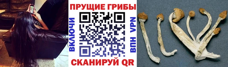 Псилоцибиновые грибы прущие грибы  как найти закладки  Лодейное Поле 